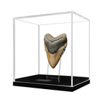 Large Megalodon Tooth