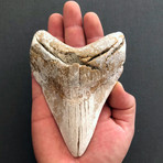 Medium Megalodon Tooth