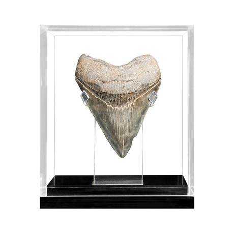 Small Megalodon Tooth (Light)