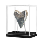 Small Megalodon Tooth (Light)