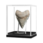 Small Megalodon Tooth (Light)