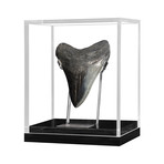 Small Megalodon Tooth (Light)