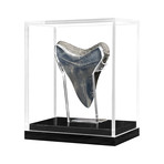 Small Megalodon Tooth (Light)