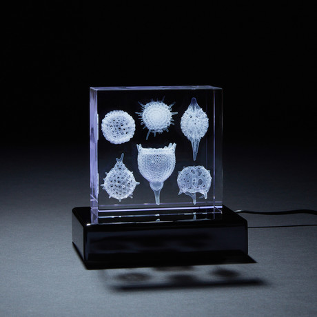 Radiolarians Crystal (With LED Base)