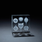 Radiolarians Crystal (With LED Base)