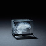 Brain Crystal (With LED Base)