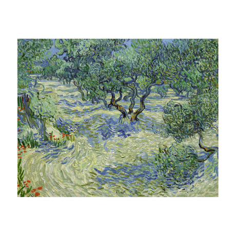 Olive Orchard // 1889
