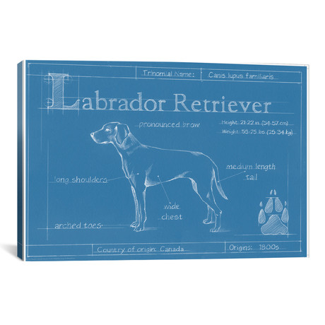 Blueprint Of A Labrador Retriever // Ethan Harper (26"W x 18"H x 0.75"D)