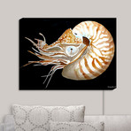 Illuminated Wall Art // Marley Ungaro's Deep Sea Life // Nautilus (20"W x 16"H x 3.25"D)