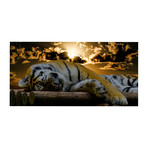 Resting Tiger