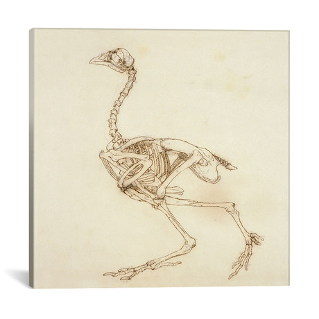 Dorking Hen Skeleton // George Stubbs (18"W x 18"H x 0.75"D)