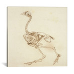Dorking Hen Skeleton // George Stubbs (18"W x 18"H x 0.75"D)