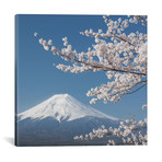 Spring In Japan XXVI // Daniel Kordan (18"W x 18"H x 0.75"D)