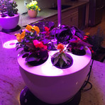 Small Hydroponic Garden (Yellow)