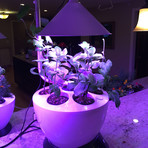 Large Hydroponic Garden