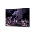 Black Swan (20"W x 16"H x 1.5"D)