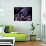 Black Swan (20"W x 16"H x 1.5"D)