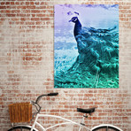 Blue Peacock (16"W x 20"H x 1.5"D)