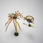 Arachnidae // Lycosidae