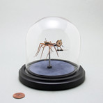 Arachnidae // Lycosidae