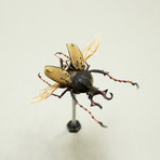 Cetonidae // Dicraphaneuos Wallichi