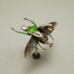 Cetonidae // Ranzani Bertoloni