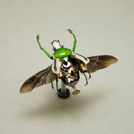 Cetonidae // Ranzani Bertoloni