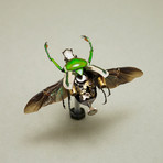 Cetonidae // Ranzani Bertoloni