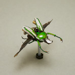 Cetonidae // Ranzani Bertoloni