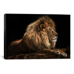 Golden Lion // David Stribbling (26"W x 18"H x 0.75"D)