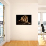 Golden Lion // David Stribbling (26"W x 18"H x 0.75"D)