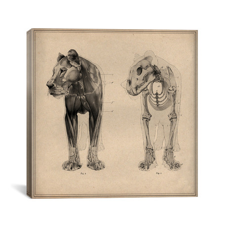 Animal (Lion) Anatomical Engraving // Unknown Artist (18"W x 18"H x 0.75"D)