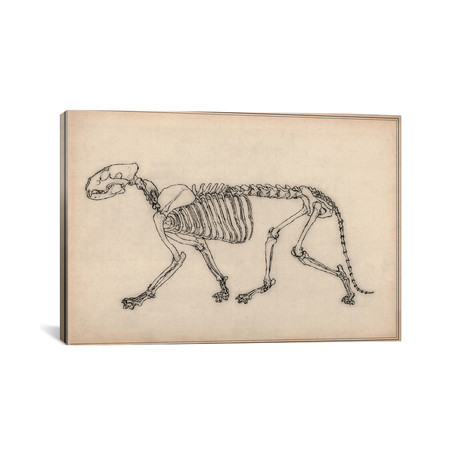 Tiger Skeleton Anatomy Drawing // Unknown Artist (26"W x 18"H x 0.75"D)