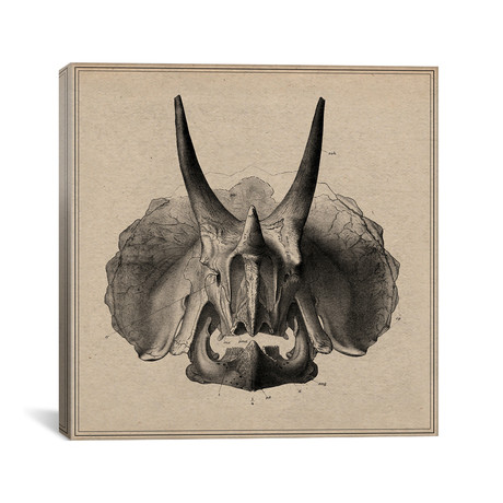 Triceratops Skull Anatomy // Unknown Artist (18"W x 18"H x 0.75"D)