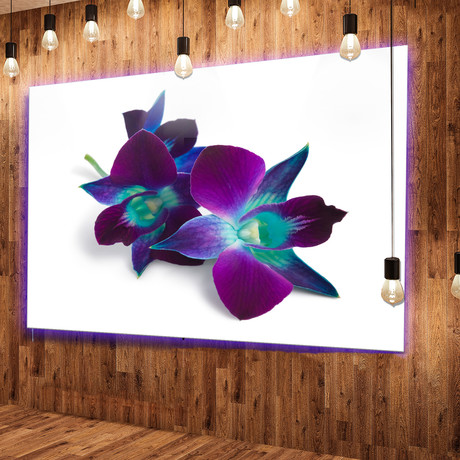 Deep Purple Orchid Flowers