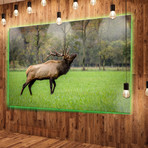 Trophy Bull Elk in Green Grassland