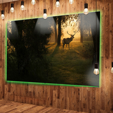 Deer In Sunset In Deep Forest