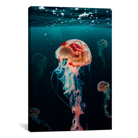 Jellyfish Ba// // Huseyin Sahin (26"W x 18"H x 0.75"D)