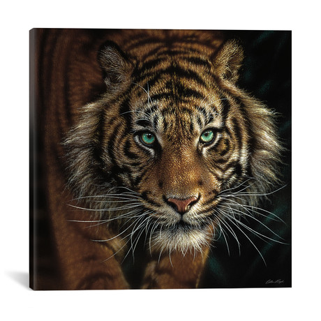 Eye Of The Tiger, Square // Collin Bogle (18"W x 18"H x 0.75"D)