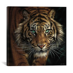 Eye Of The Tiger, Square // Collin Bogle (12"W x 12"H x 0.75"D)