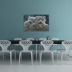 Snow Leopard Cubs, Horizontal (26"W x 18"H x 0.75"D)