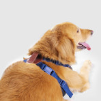 No Pull Dog Harness // Blue (Small)