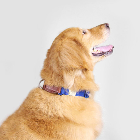 Dog Collar // Blue (Small)