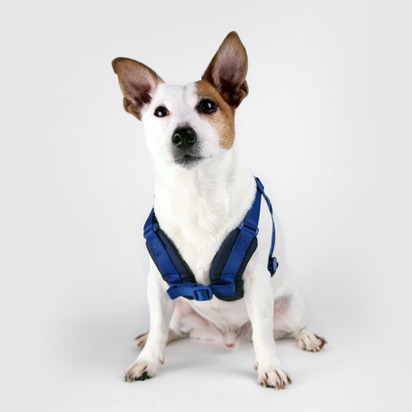 No Pull Dog Harness // Blue (Small)