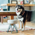 Concrete Modern Dog Bowl // Tall Green Base (Light Grey)