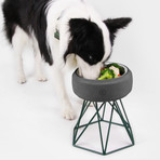 Concrete Modern Dog Bowl // Tall Green Base (Light Grey)