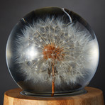 Crystal Sphere // Dandelion Specimen (Full)