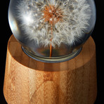 Crystal Sphere // Dandelion Specimen (Full)