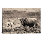 B&W Longhorn II // Tyler Stockton // Sepia