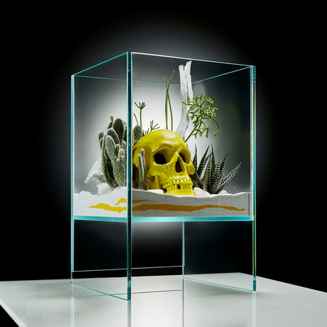 Elevate Terrarium // Yellow Skull DIY Kit